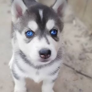 Meet your Posher, Trevor